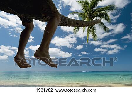 A young man sits on a palm tree trunk leaning out towards the ocean; Barbados View Large Photo Image Stock Image - A young man sits on a palm tree trunk leaning out towards the ocean; Barbados. Fotosearch