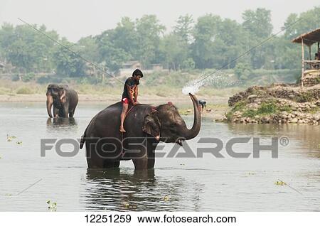 A young man washing his elephant in East Rapti River; Sauraha, Chitwan province, Nepal View Large Photo Image Stock Photo - A young man washing his elephant in East Rapti River; Sauraha, Chitwan province, Nepal. Fotosearch