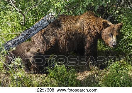A young mother and her cub fish along the banks of a small stream in Katmai National Park, Soutwest Alaska, Summer View Large Photo Image Stock Photo - A young mother and her cub fish along the banks of a small stream in Katmai National Park, Soutwest Alaska, Summer . Fotosearch