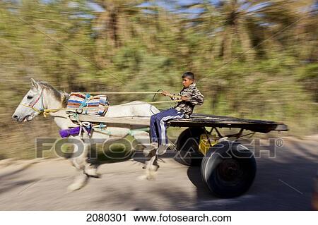 A Young Tunisian Boy Driving His Horse Cart Through An Oasis; Nouail, Tunisia, North Africa View Large Photo Image Stock Image - A Young Tunisian Boy Driving His Horse Cart Through An Oasis; Nouail, Tunisia, North Africa. Fotosearch
