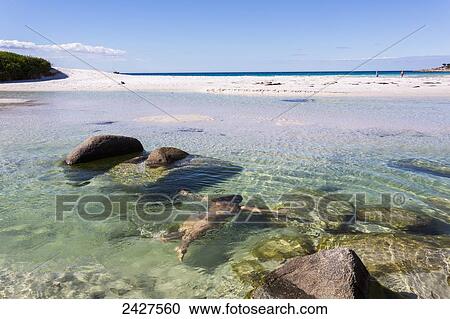 Stock Image - A young woman swimming off Bay of Fires beach; Tasmania, Australia. Fotosearch