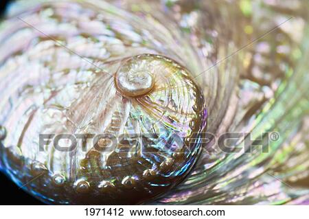Stock Image - Abalone Shell On Black Studio Background, Close-Up Of Spiral.. Fotosearch