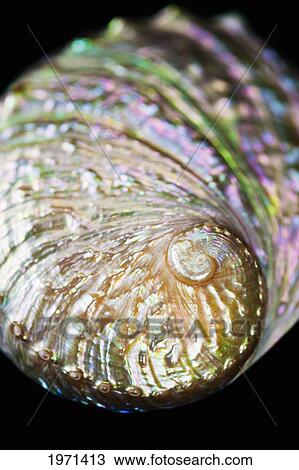 Stock Image - Abalone Shell On Black Studio Background.. Fotosearch