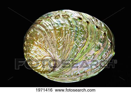 Stock Photograph - Abalone Shell On Black Studio Background.. Fotosearch