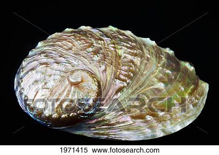 Stock Photography - Abalone Shell On Black Studio Background.. Fotosearch