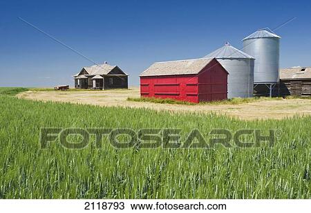 Stock Image - Abandoned Farm And Wheat Field; Leader Saskatchewan Canada. Fotosearch