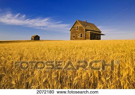 Abandoned Farm House, Wind-Blown Durum Wheat Field Near Burstall, Saskatchewan View Large Photo Image Stock Image - Abandoned Farm House, Wind-Blown Durum Wheat Field Near Burstall, Saskatchewan. Fotosearch