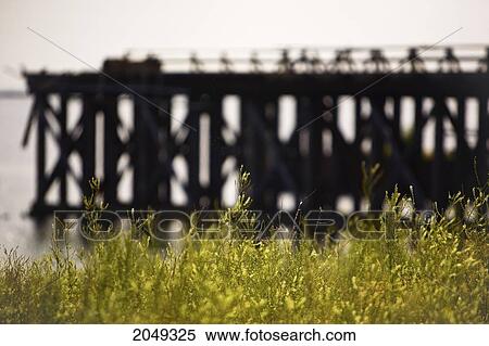 Stock Photography - Abandoned Shipping Pier On Lake Superior, Wildflowers Growing In The Foreground, Thunder Bay, Ontario. Fotosearch