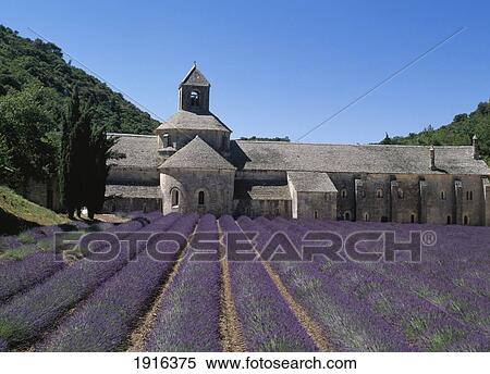 Stock Photography - Abbaye De Senaque With Lavendar. Fotosearch