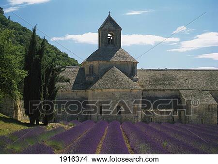 Picture - Abbaye De Senaque With Lavender. Fotosearch