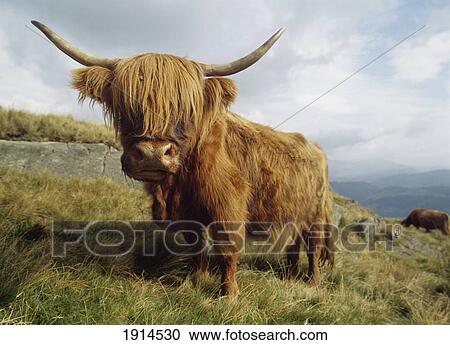 Stock Image - Aberdeen Angus Cow In The Hills. Fotosearch