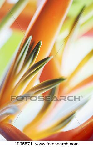 Stock Image - Abstract Close-Up View Of Heliconia. Fotosearch