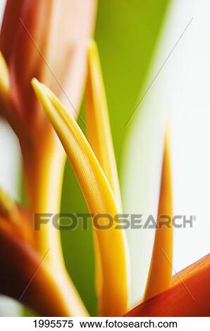 Abstract Close-Up View Of Heliconia View Large Photo Image Stock Photography - Abstract Close-Up View Of Heliconia. Fotosearch