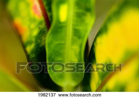Abstract of colorful tropical leaves View Large Photo Image Stock Photo - Abstract of colorful tropical leaves. Fotosearch