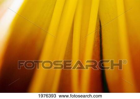 Abstract Of Day Lily (Hermerocallis). View Large Photo Image Stock Image - Abstract Of Day Lily (Hermerocallis).. Fotosearch