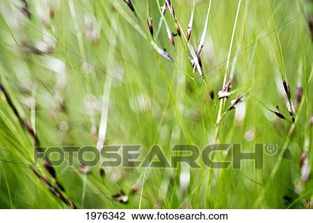 Stock Image - Abstract Of Green Ornamental Grass (Stipa Gigantea).. Fotosearch