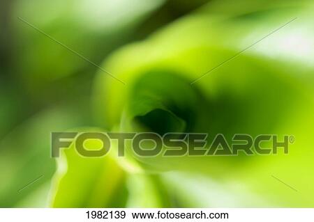 Stock Photo - Abstract of green tropical leaves. Fotosearch