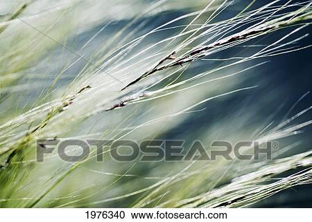 Stock Image - Abstract Of Ornamental Grass (Stipa Gigantea).. Fotosearch
