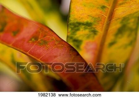 Stock Photo - Abstract of red and orange tropical leaves. Fotosearch