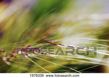 Stock Photo - Abstract Of Windblown Ornamental Grass (Stipa Gigantea).. Fotosearch