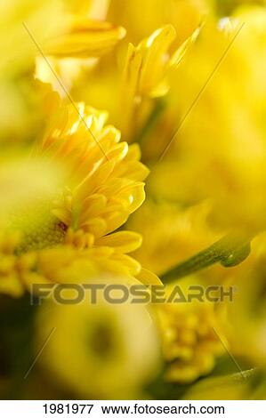 Abstract of yellow flowers View Large Photo Image Stock Photo - Abstract of yellow flowers. Fotosearch