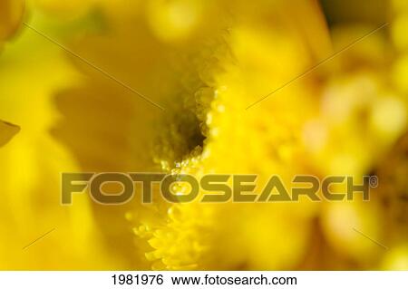 Stock Photograph - Abstract of yellow flowers. Fotosearch