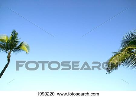 Stock Image - Abstract Perspective Of Coconut Palm Trees And Cloudless Blue Sky. Fotosearch