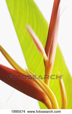 Picture - Absttract Close-Up View Of Heliconia. Fotosearch