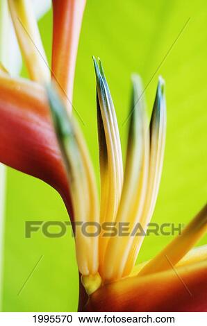 Absttract Close-Up View Of Heliconia View Large Photo Image Stock Image - Absttract Close-Up View Of Heliconia. Fotosearch