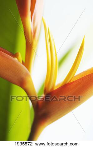 Absttract Close-Up View Of Heliconia View Large Photo Image Stock Image - Absttract Close-Up View Of Heliconia. Fotosearch