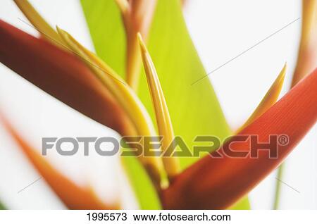 Absttract Close-Up View Of Heliconia View Large Photo Image Stock Image - Absttract Close-Up View Of Heliconia. Fotosearch