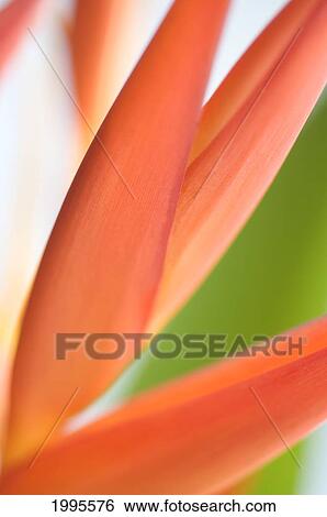 Absttract Close-Up View Of Heliconia View Large Photo Image Stock Photograph - Absttract Close-Up View Of Heliconia. Fotosearch