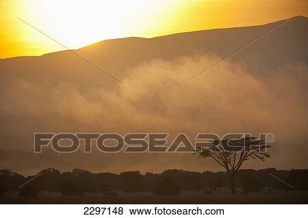 Acacia in front of sunrise behind Mt Kenya, Ol Pejeta Conservancy, Kenya. View Large Photo Image Stock Photo - Acacia in front of sunrise behind Mt Kenya, Ol Pejeta Conservancy, Kenya.. Fotosearch