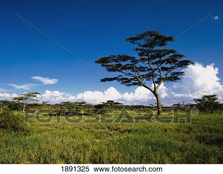 Stock Photography - Acacia In Serengeti. Fotosearch