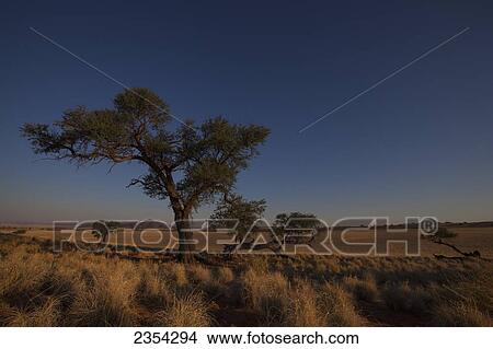 Picture - Acacia Tree And Blue Sky; Namibia. Fotosearch