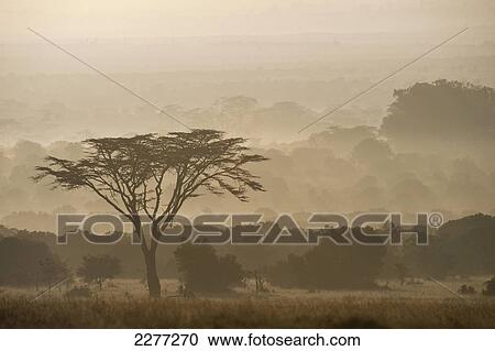 Acacia tree at dawn, Ol Pejeta Conservancy; Kenya View Large Photo Image Stock Image - Acacia tree at dawn, Ol Pejeta Conservancy; Kenya. Fotosearch