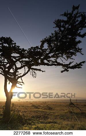 Acacia tree at dawn with Mt Kenya behind, Ol Pejeta Conservancy; Kenya View Large Photo Image Stock Photo - Acacia tree at dawn with Mt Kenya behind, Ol Pejeta Conservancy; Kenya. Fotosearch