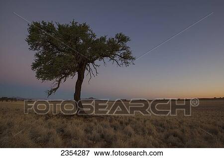 Stock Photo - Acacia Tree In Blue Hour; Namibia. Fotosearch