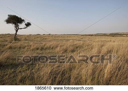 Acacia Tree, Kenya, Africa View Large Photo Image Stock Image - Acacia Tree, Kenya, Africa. Fotosearch