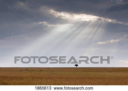 Stock Image - Acacia Tree; Kenya, Africa. Fotosearch