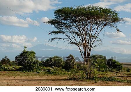 Stock Image - Acacia Tree Landscape At Kilimanjaro, Amboseli, Kenya. Fotosearch