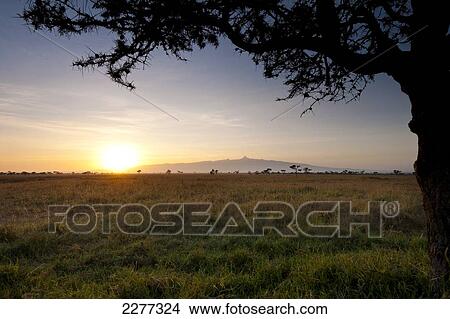 Acacia tree with Mt Kenya behind at dawn, Ol Pejeta Conservancy; Kenya View Large Photo Image Picture - Acacia tree with Mt Kenya behind at dawn, Ol Pejeta Conservancy; Kenya. Fotosearch