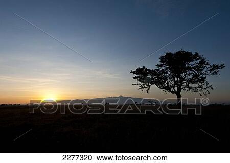 Stock Image - Acacia tree with Mt Kenya behind at dawn, Ol Pejeta Conservancy; Kenya. Fotosearch