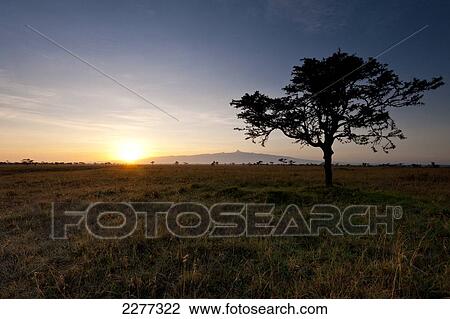 Stock Image - Acacia tree with Mt Kenya behind at dawn, Ol Pejeta Conservancy; Kenya. Fotosearch