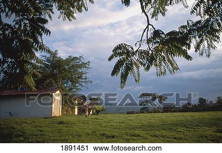 Stock Image - Acacia Trees And Huts. Fotosearch