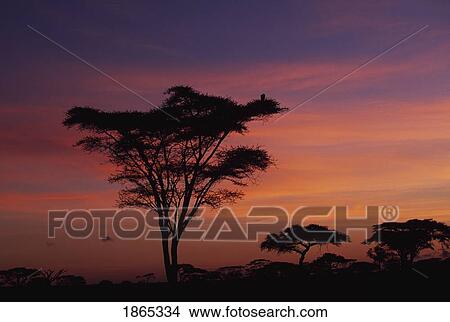 Acacia Trees At Sunrise In Serengeti National Park, Tanzania, Africa View Large Photo Image Picture - Acacia Trees At Sunrise In Serengeti National Park, Tanzania, Africa. Fotosearch