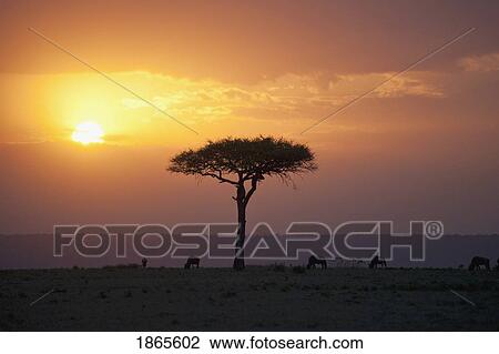 Stock Image - Acacia Trees At Sunset, Mara River, Maasai Mara, Kenya, Africa. Fotosearch