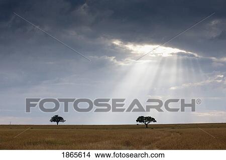 Picture - Acacia Trees, Kenya, Africa. Fotosearch
