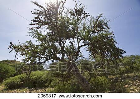 Stock Photo - Acacia, Valle De La Concepci. Fotosearch