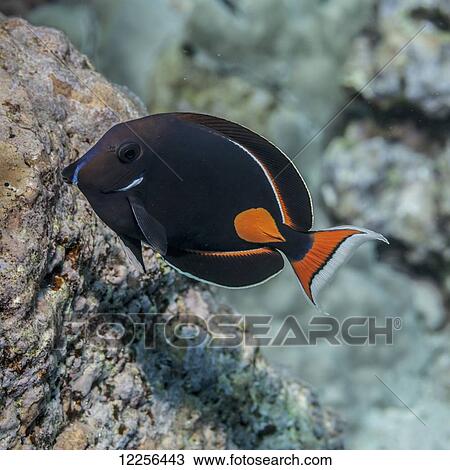Achilles Tang (Acanthurus achilles), near Kona; Island of Hawaii, Hawaii, United States of America View Large Photo Image Stock Image - Achilles Tang (Acanthurus achilles), near Kona; Island of Hawaii, Hawaii, United States of America. Fotosearch